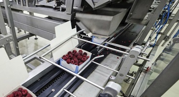 Frozen Raspberry Processing